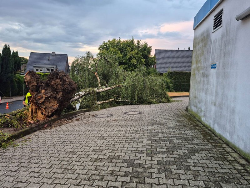 Umgestürzter Baum