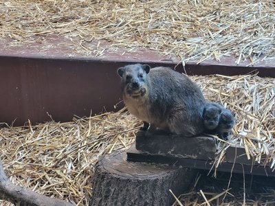 Klippschliefer-Mutter mit dem Nachwuchs | Foto: Tiergarten MG