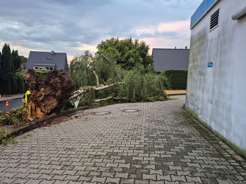 Zu den entwurzelten Bäumen zählte auch diese Birke an der ARAL-Tankstelle Ecke Kölner Straße / Schleestraße 