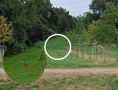 Im Bild: Rehe