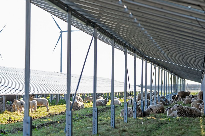 Schafe in der Nähe von Solarmodulen