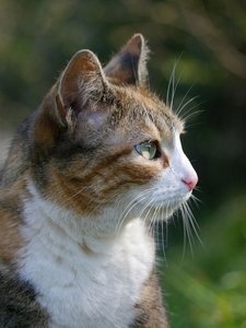 Kater Paul