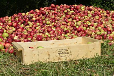 Äpfel