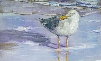 Möwe