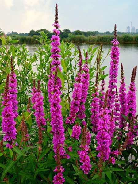 Foto von Kräutern / Blumen