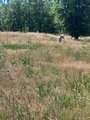 Natur-Erlebniszentrum und Sielmanns Naturlandschaft Döberitzer Heide