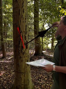 Die Markierung mit dem roten Schrägstrich zeigt, dass dieser Baum gefällt werden muss. | Fotos: GRÜNE MG