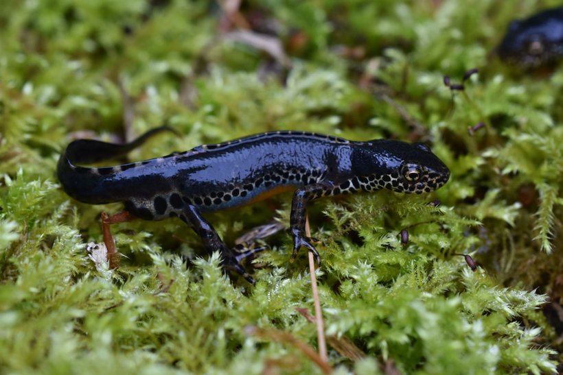 Bergmolch | Foto: Susan Ritter