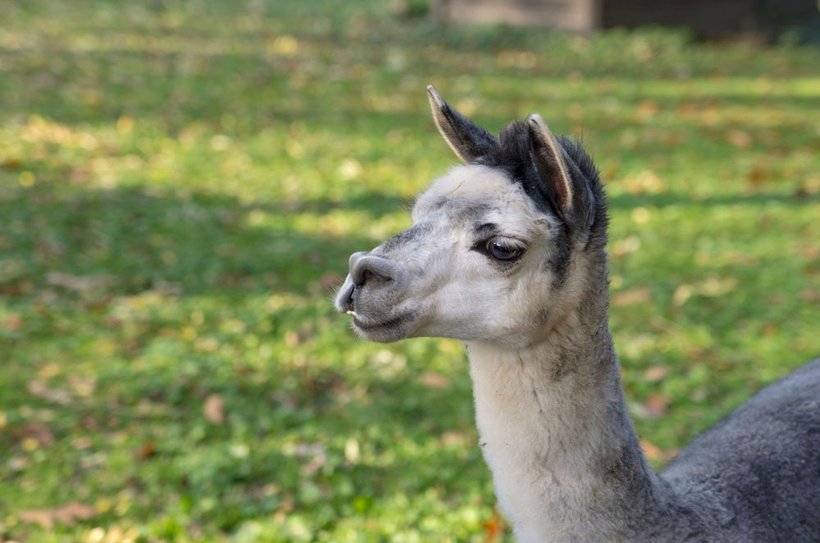 Eins der beiden Alpakas | Foto: Tiergarten Mönchengladbach gGmbH