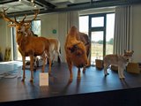 Natur-Erlebniszentrum und Sielmanns Naturlandschaft Döberitzer Heide