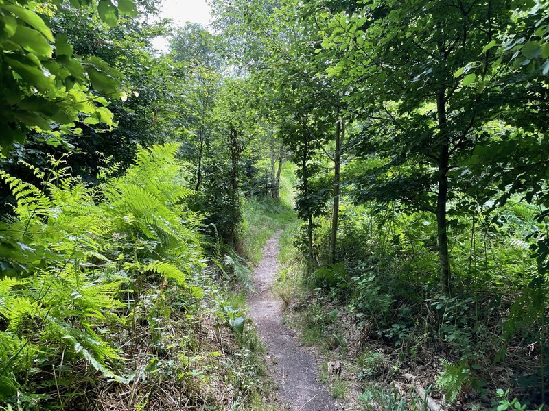 Blick auf den Wanderweg